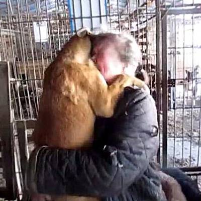 Иконка канала ЯЖИВОЙ - помощь собакам приютов г.Перми, 59 регион