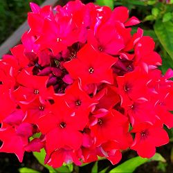 Иконка канала ФЛОКСЫ.МОСКВА