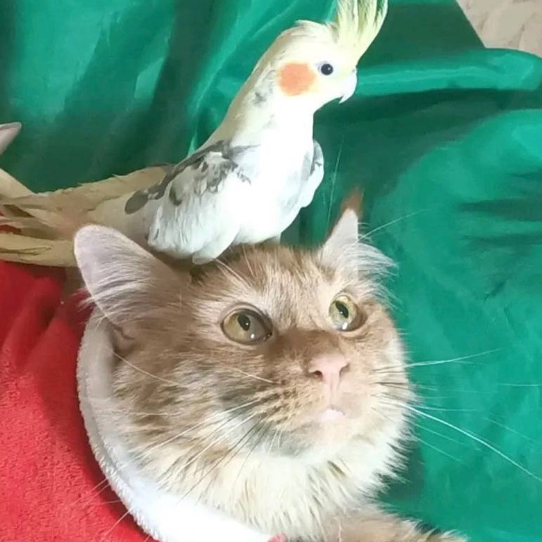 Иконка канала Smart Cats tv