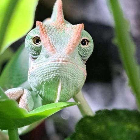 Иконка канала Хамелеон