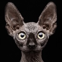 Иконка канала Кот Костян