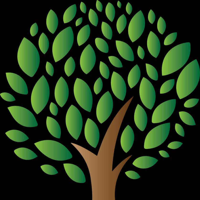 Иконка канала Павловния - от семечки до плантации