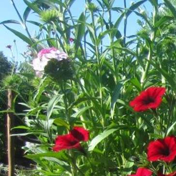 Иконка канала Bergamot