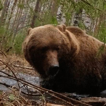 Об охоте с лайками. Антон Киселев