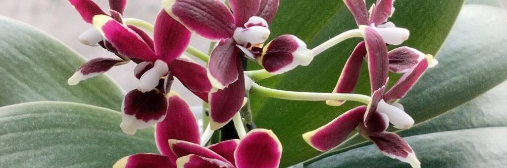 ВИКТОРИЯ влог.