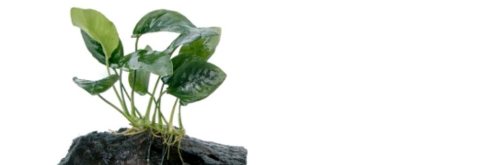 Пыскамордик