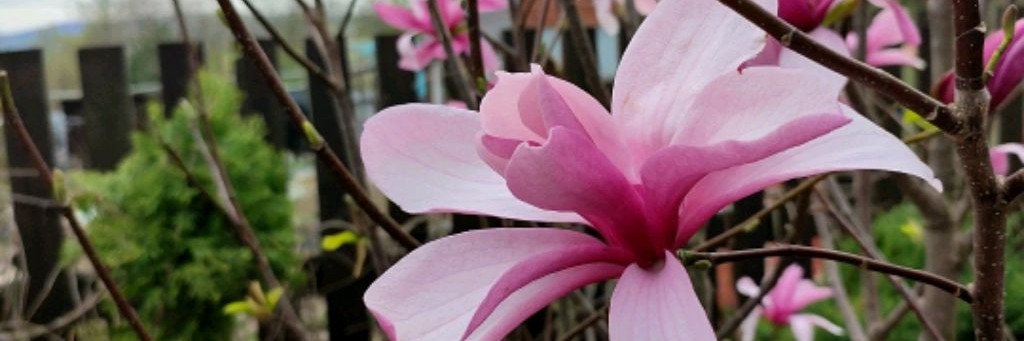 Юлия Лесная сказка