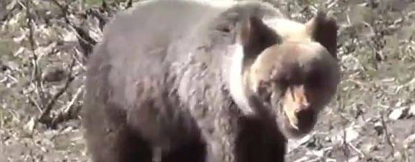 РАЗУМ ТАЙГИ