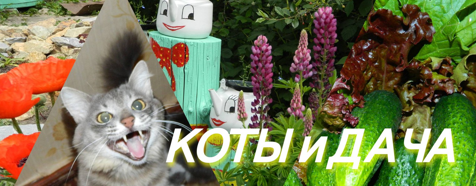 Коты и Дача. Кот прикол. Сад и огород