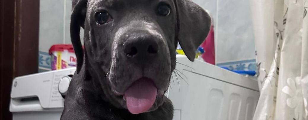 КАНЕ КОРСО    ГРОМ