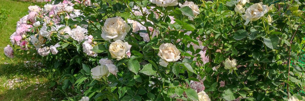 ПроДачу Наталья Белотелова