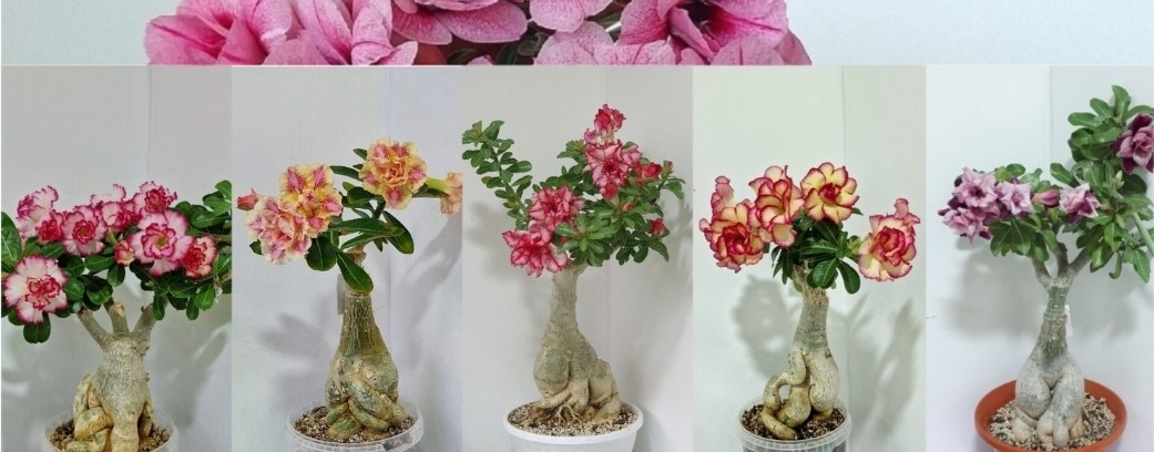 Людмила Ларионова | В мире адениумов