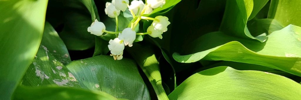 Татьяна Рейденбах