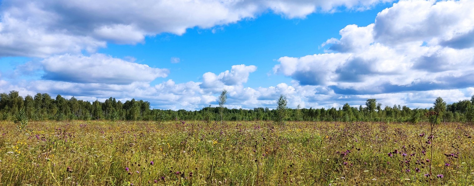 Мойша Либерман