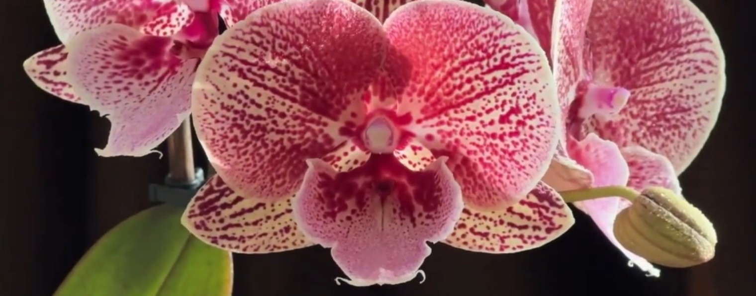 Эстетика Орхидей