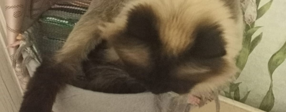 Мэри  популярная