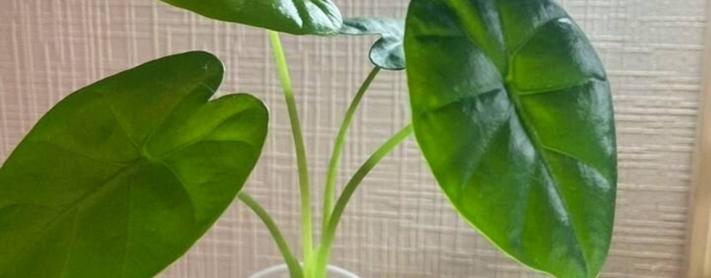 Зелёный мир в наших руках