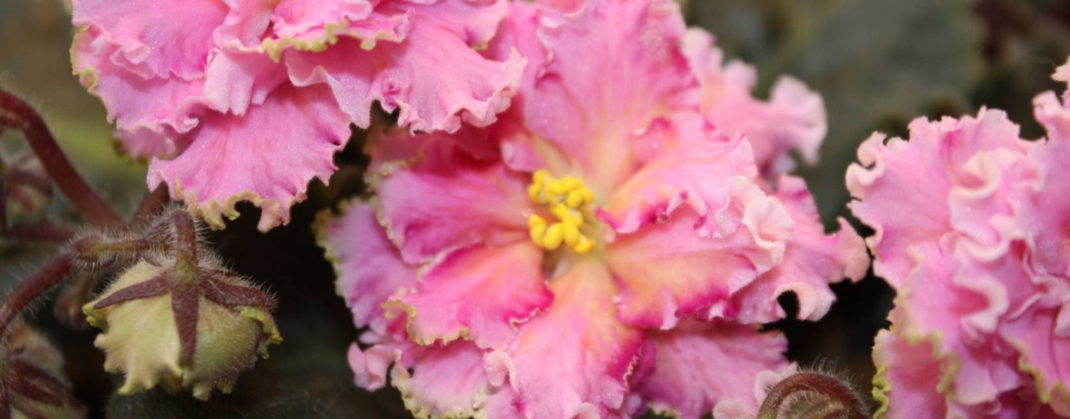 В гостях у Lucy Jul 💖🙏Сортовые фиалки (Сенполии)