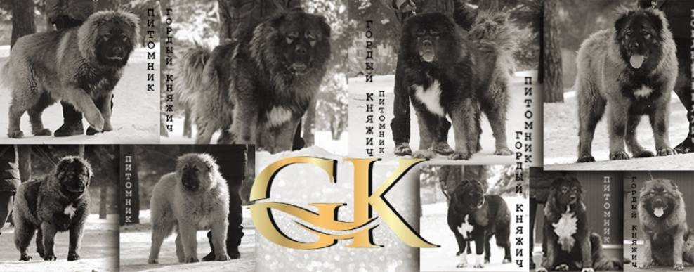 Гордый Княжич -кавказская овчарка