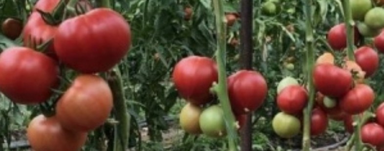 На даче у Светланки