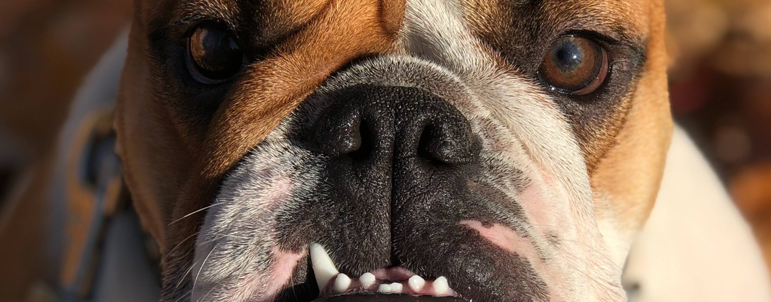 Бульдог Черри