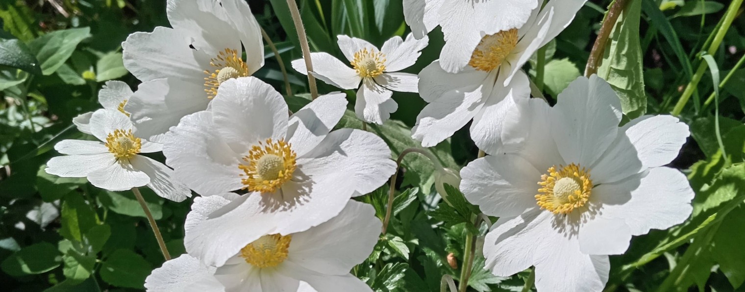 ФЛОРА уДАЧИ.