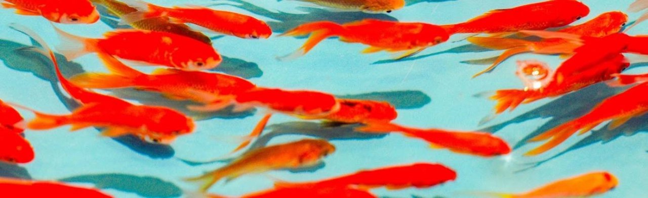 Пашка АрдОнец