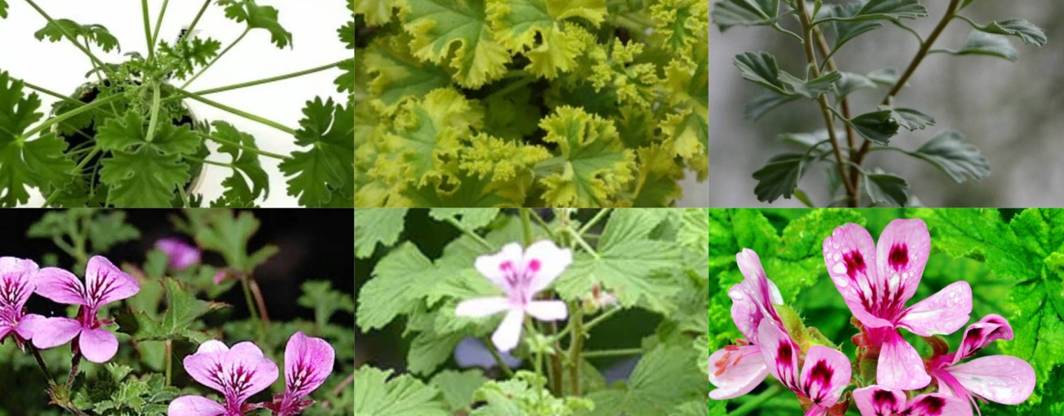 АроматнаяКрасота