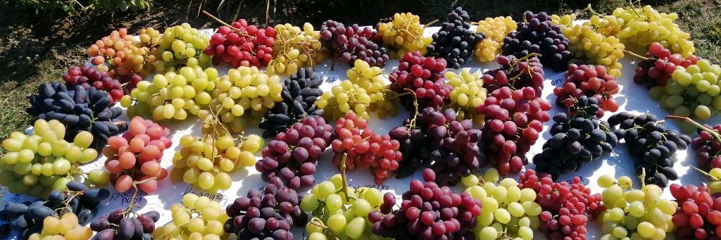 Тимаков Сергей ВИНОГРАД