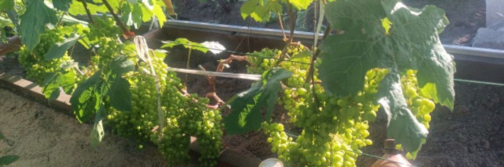 Виноград, персики в Сибири