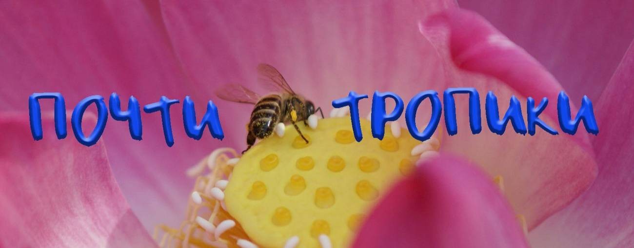 Почти Тропики