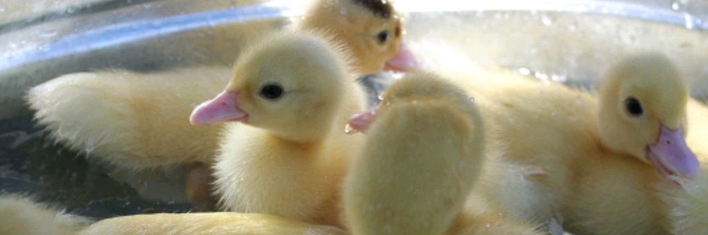 Крестьянский Дворик