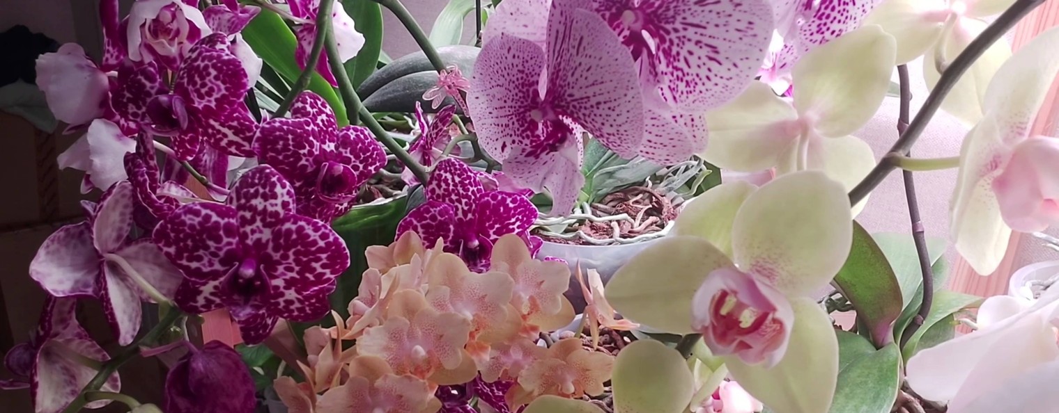 Наталья ОрхоНата