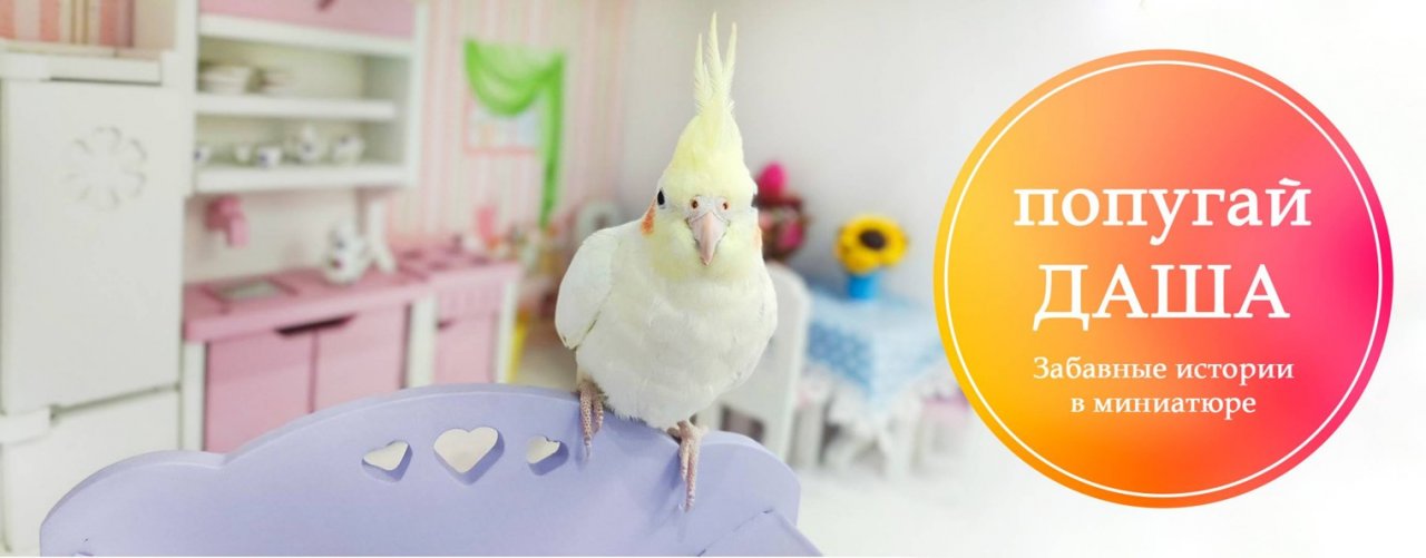 Попугай Даша