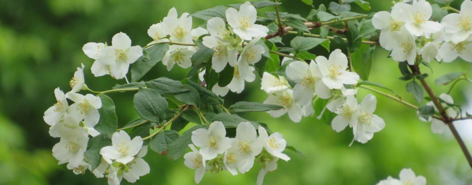 Татьяна Силютина