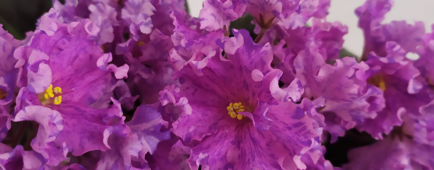 Красивые фиалки