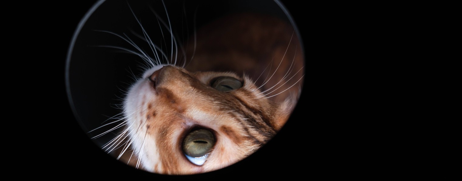 Жужа и игрушки