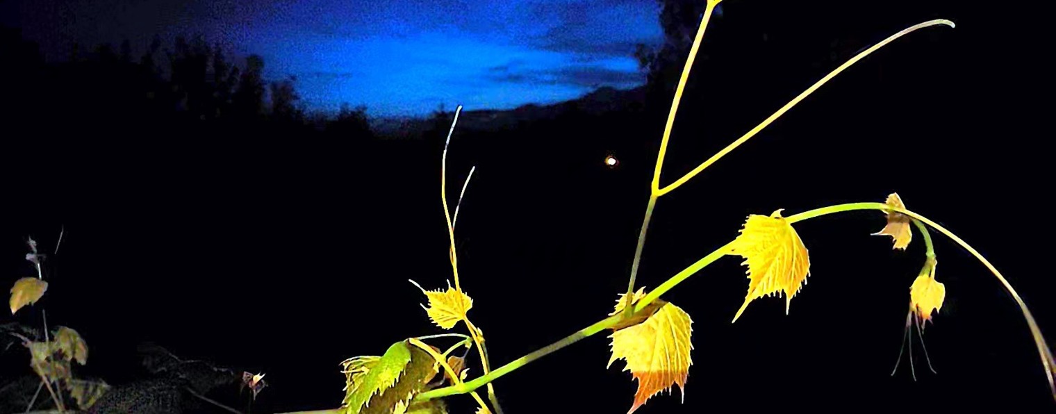 Валентина_Рих