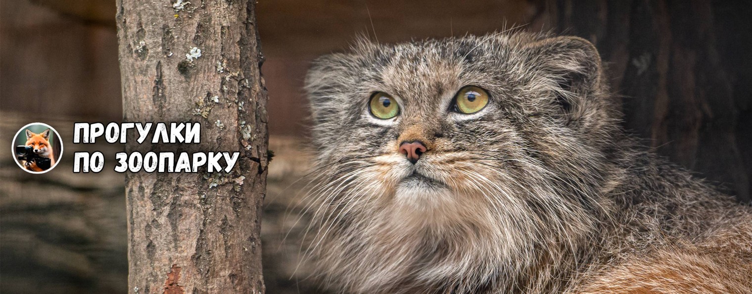 Прогулки по зоопарку