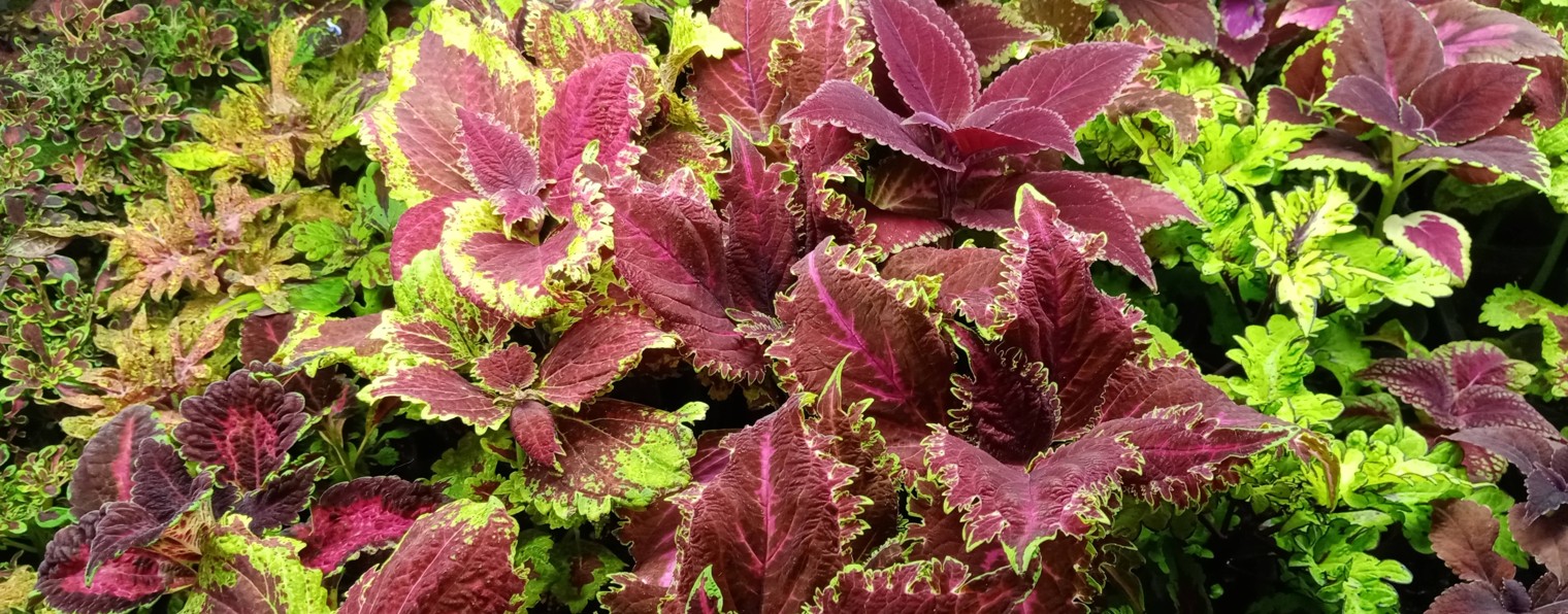 ЮЖНЫЙ КАЛЕЙДОСКОП