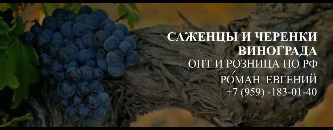 Стаханов Виноград