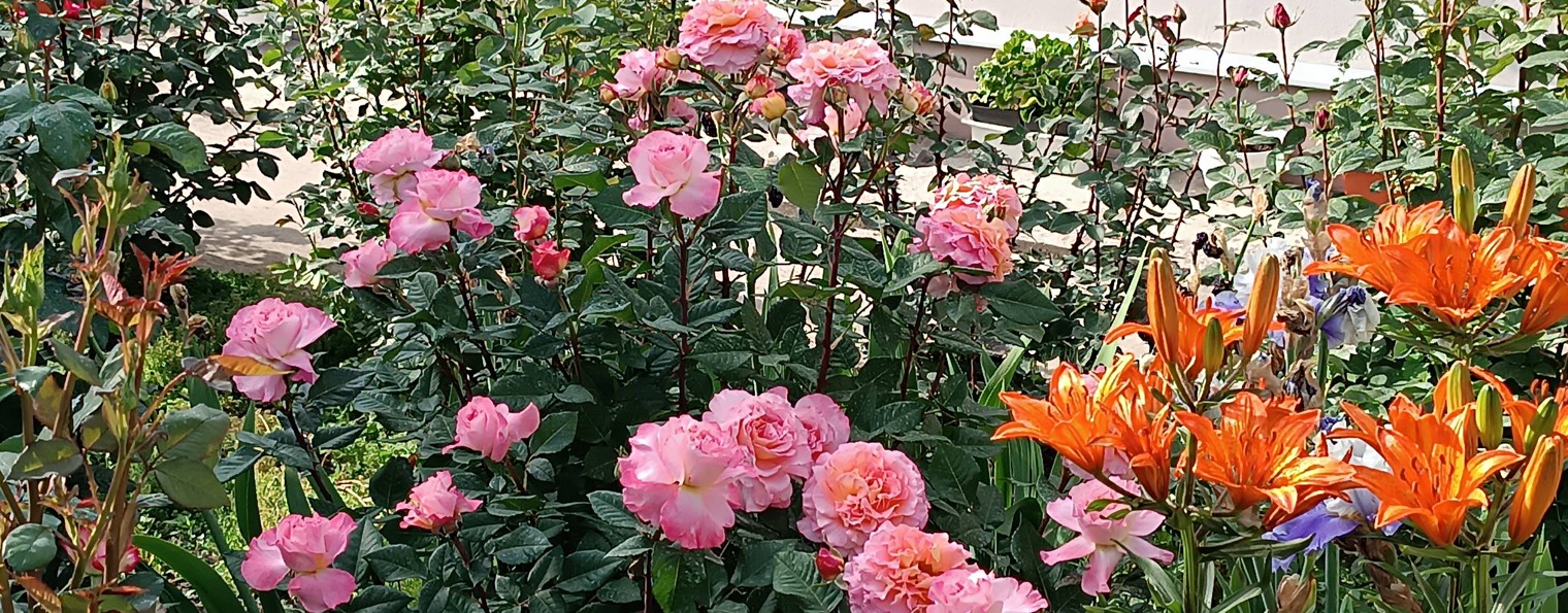 Мой Розовый мир