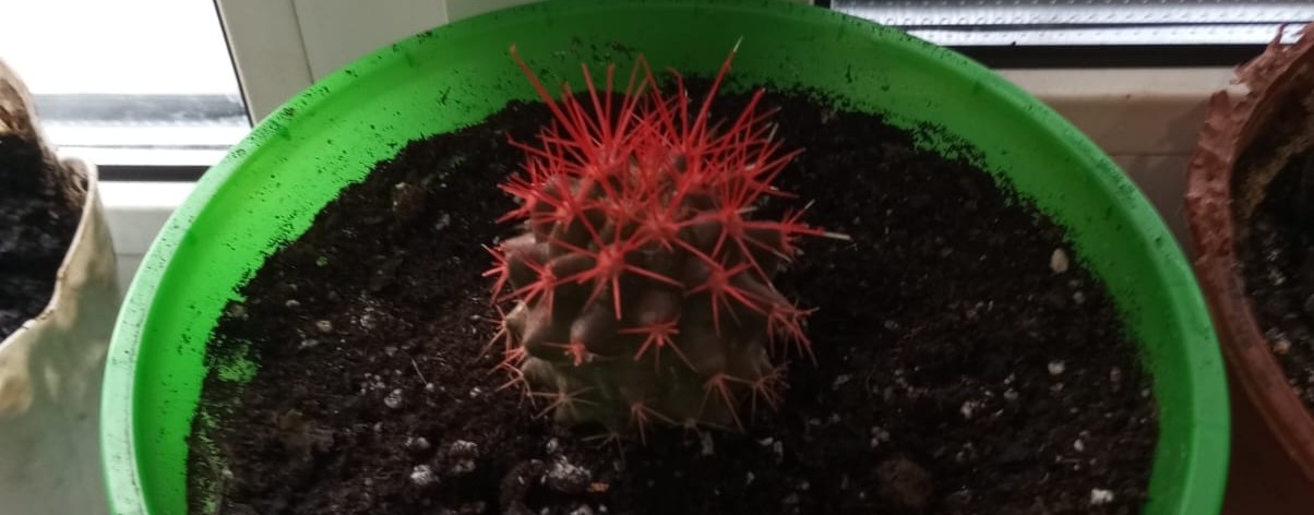 мои любимые клубочки