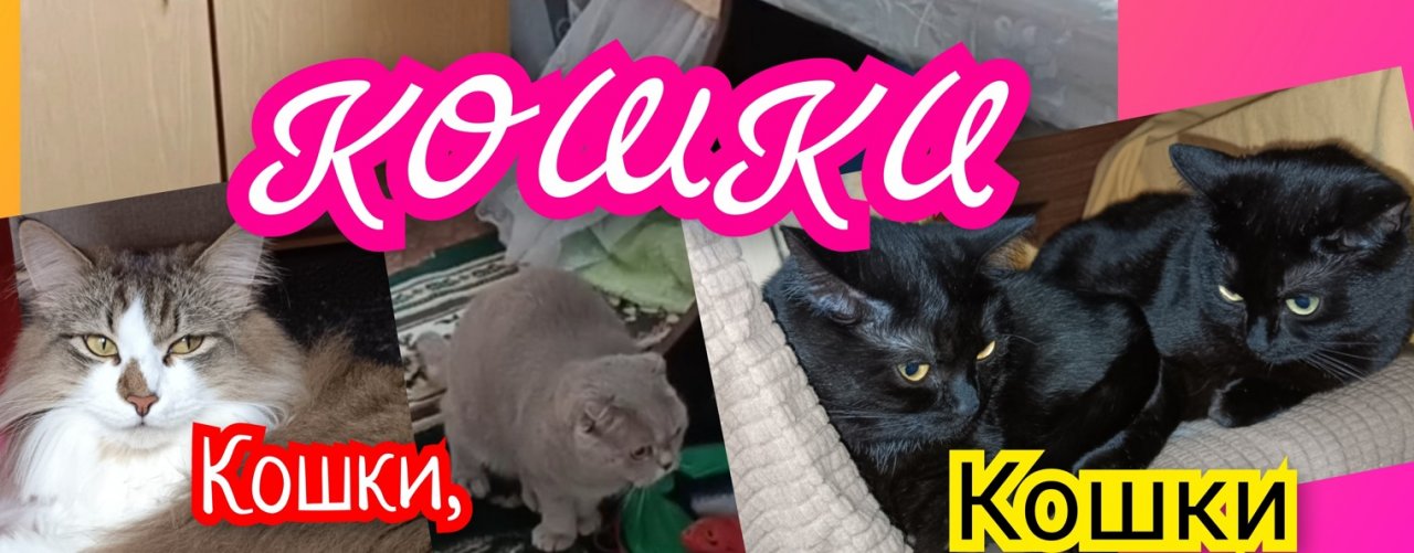 Юмор, Музыка, Кошки.