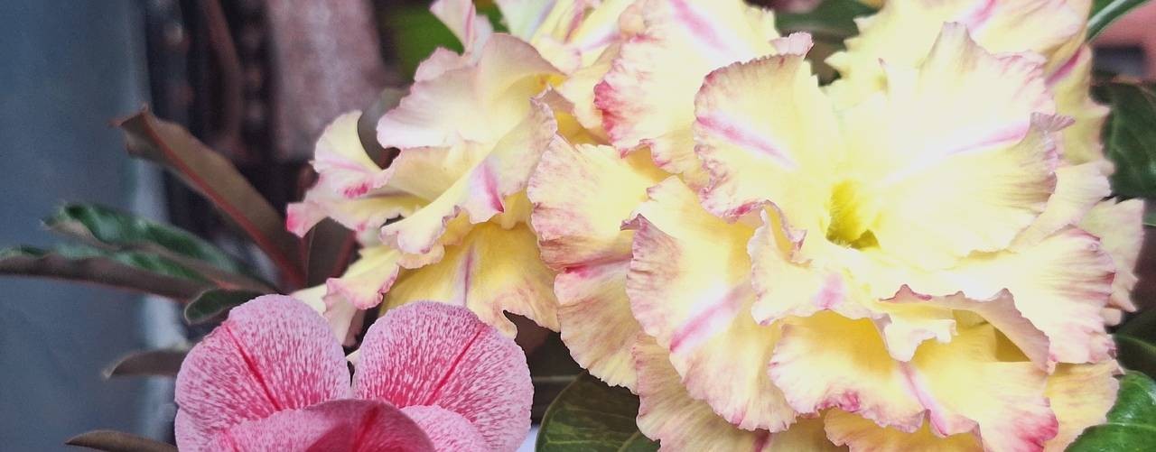 Цветы Вероники