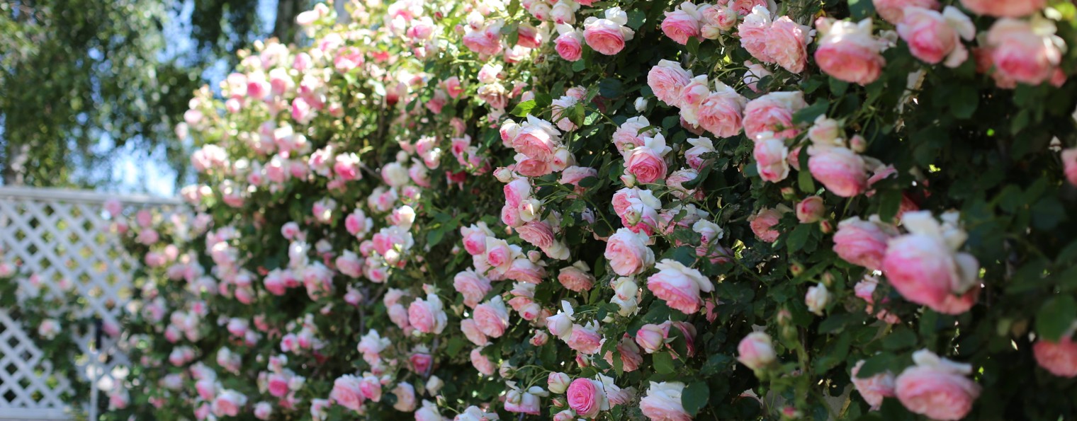 Хутор Мамы Ларисы