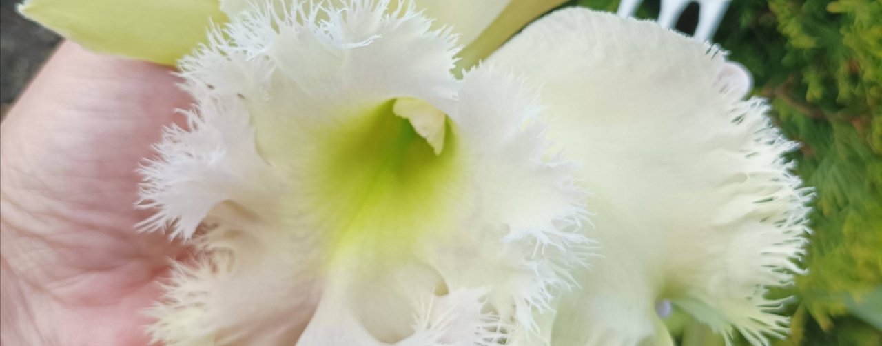 Оазис миссис Смит