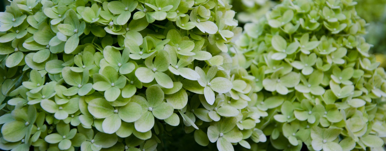 Зелёная стрекоза 🌼🌼🌼