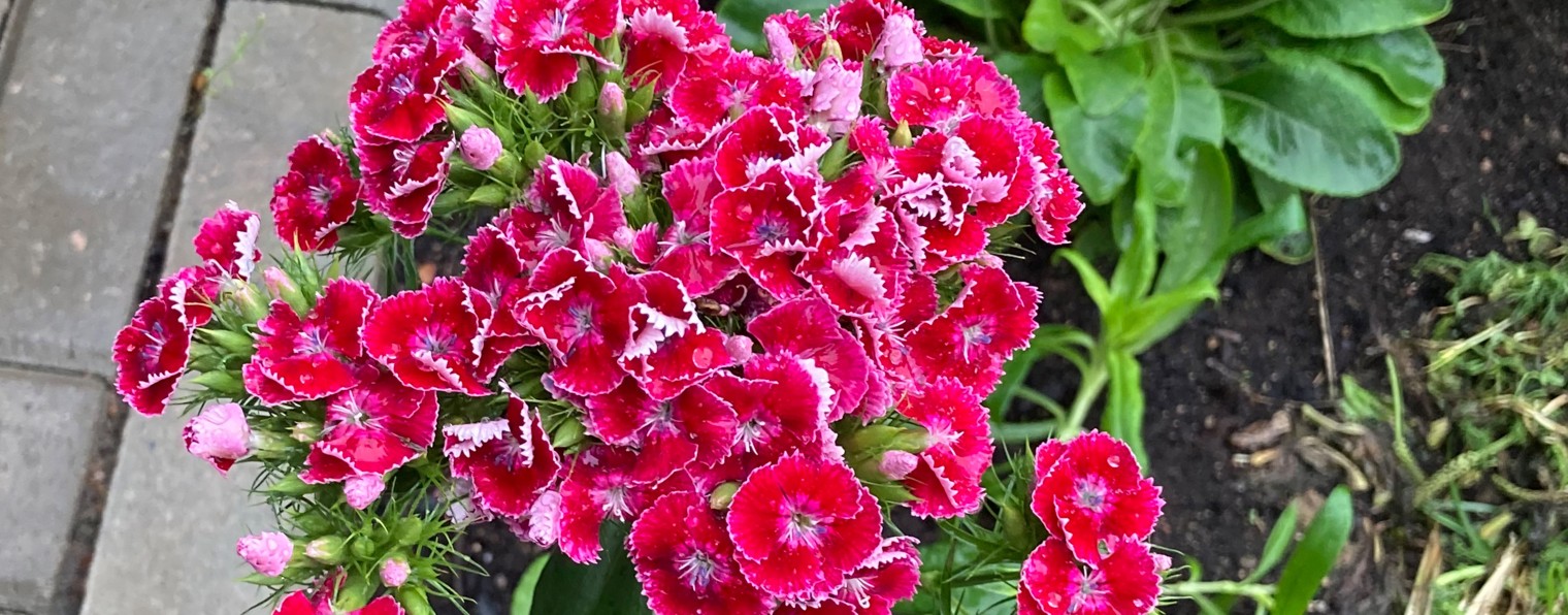 Мои 1,5 сотки