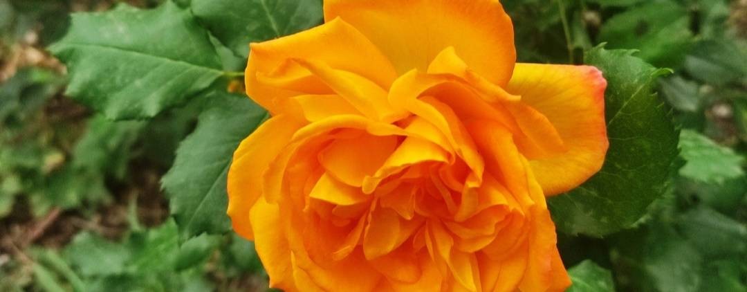 Vezana - Наталья Хомякова